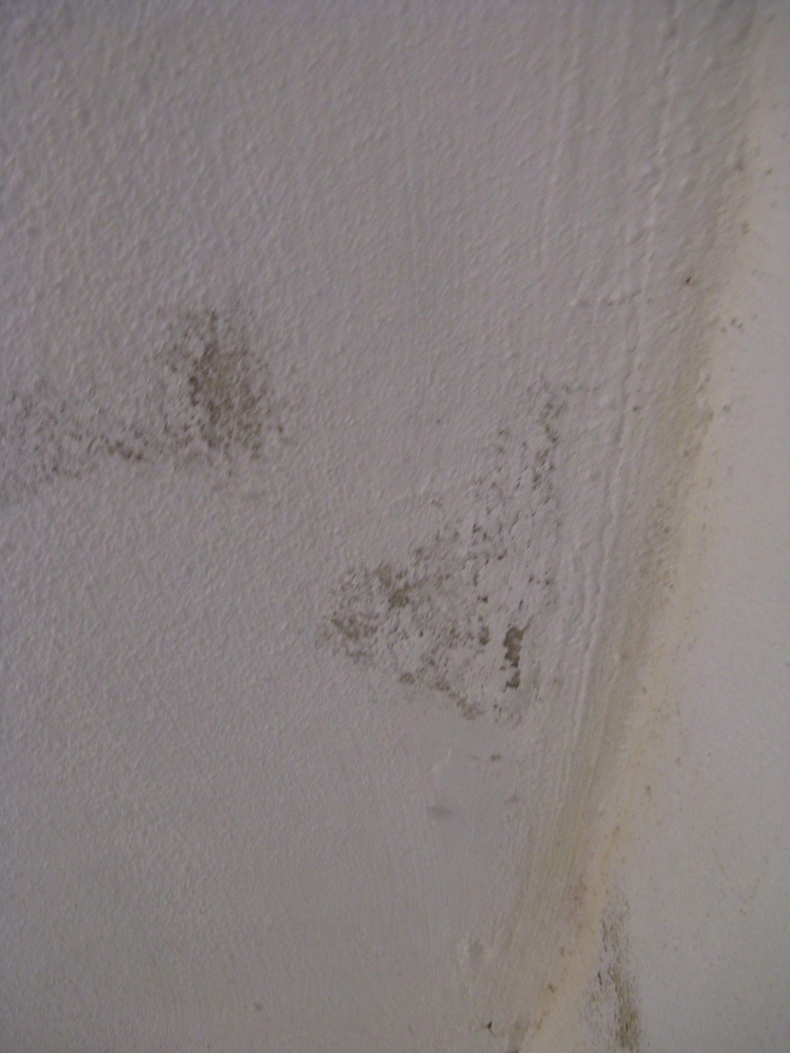 Bei Schimmel im Keller: Richtiges lüften im Sommer ist wichtig